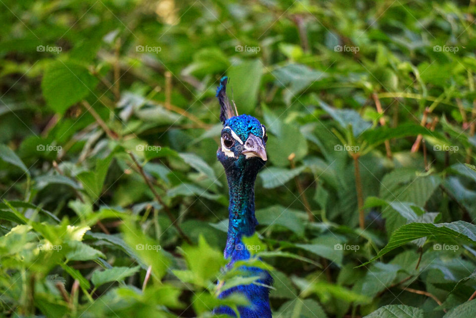 Close up of a surprised peacock’s head sticking out of the bushes 