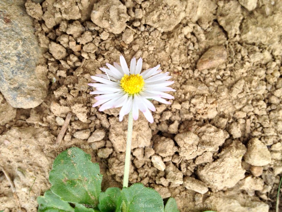 first spring flowers, chamomile