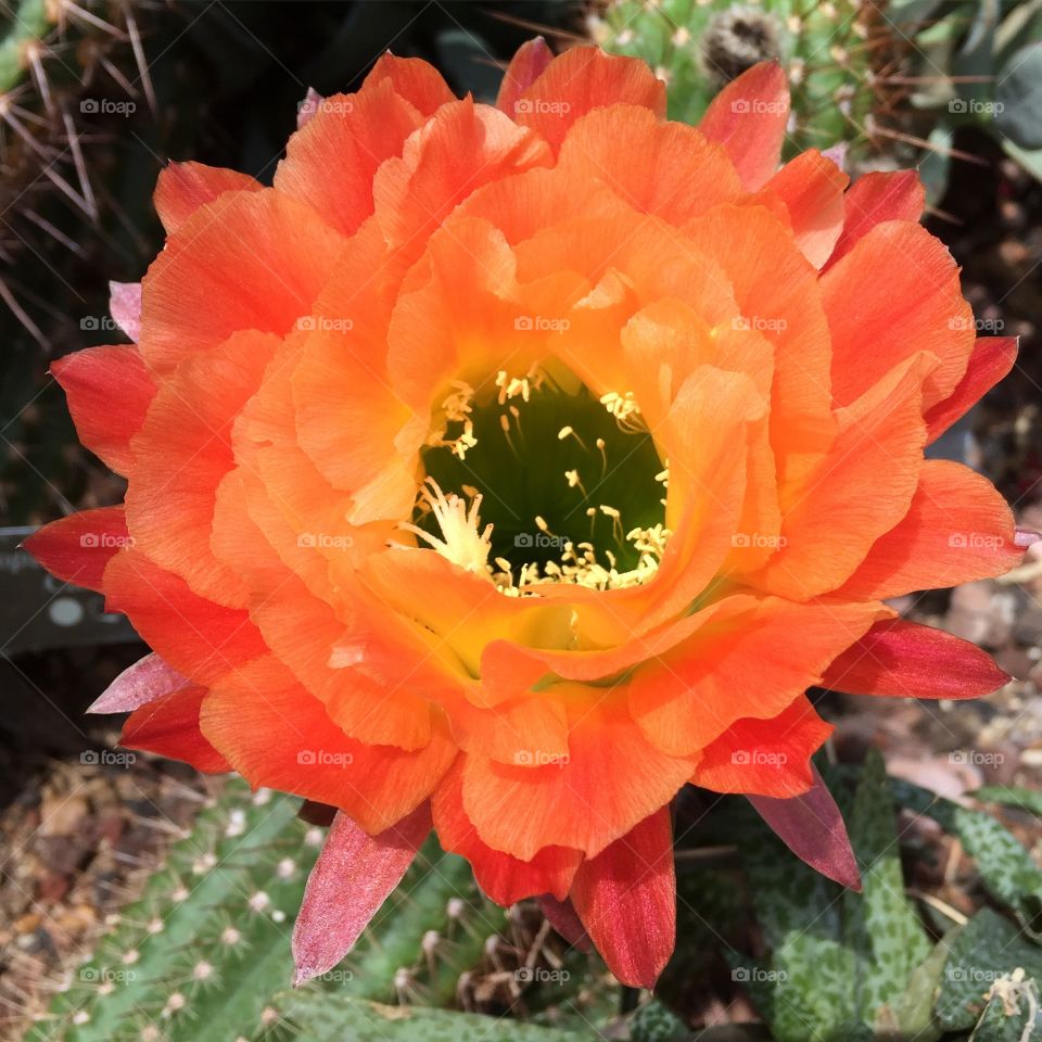Orange Cactus Flower