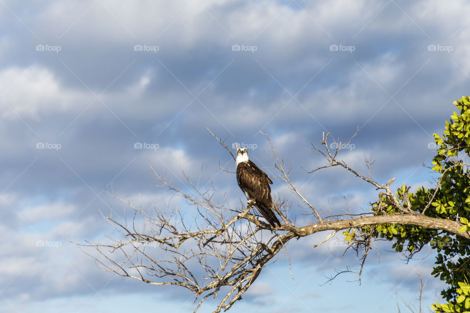 Osprey Sitting In A Tree