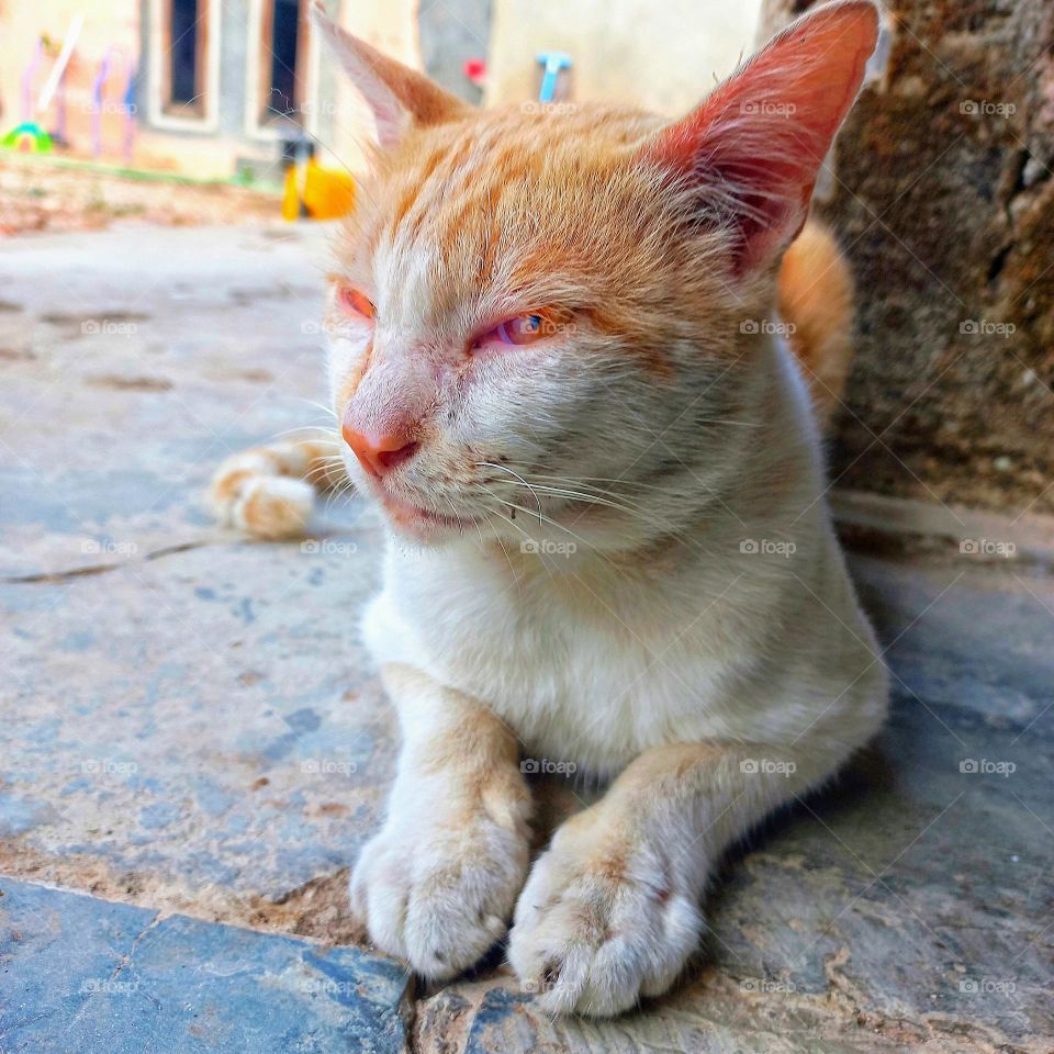 A male cat in the yard