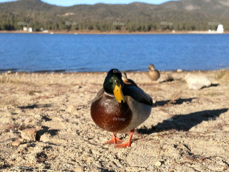 duck
