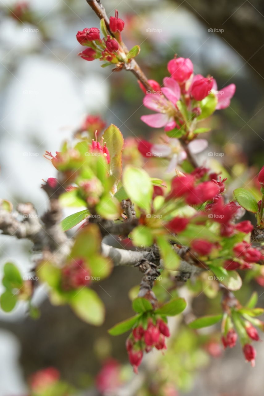 spring blossom