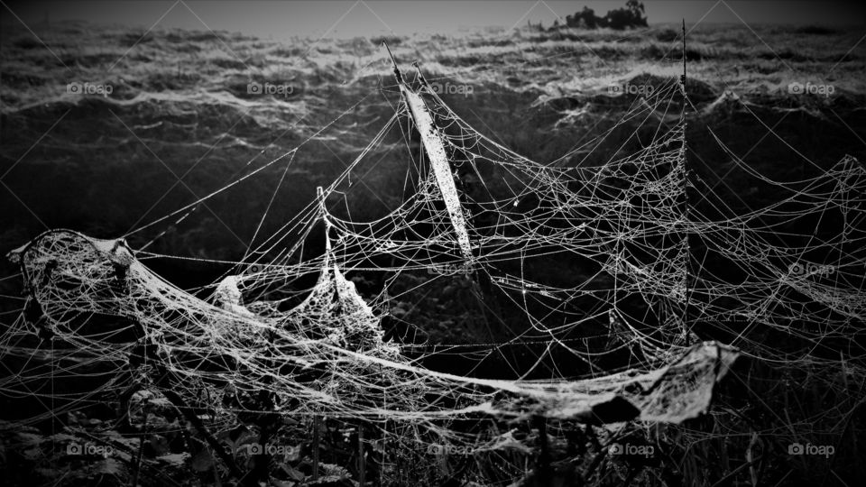 abstract black and white picture with cobweb in the mist, covered with dewdrops giving it a creepy look