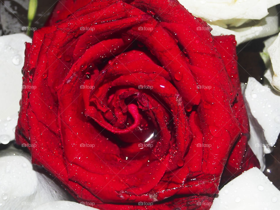 Close up of red rose with water drops