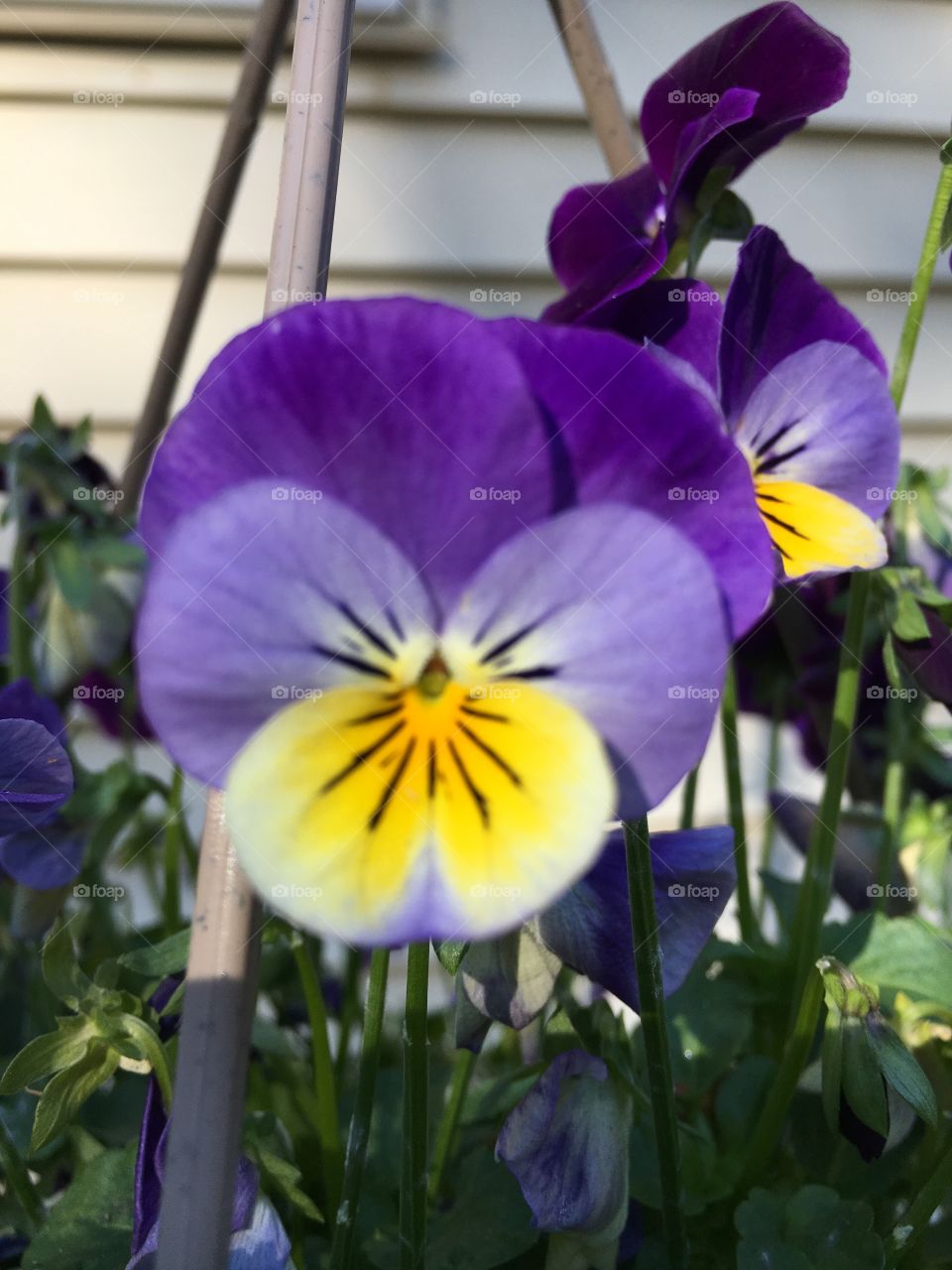 Pansy 