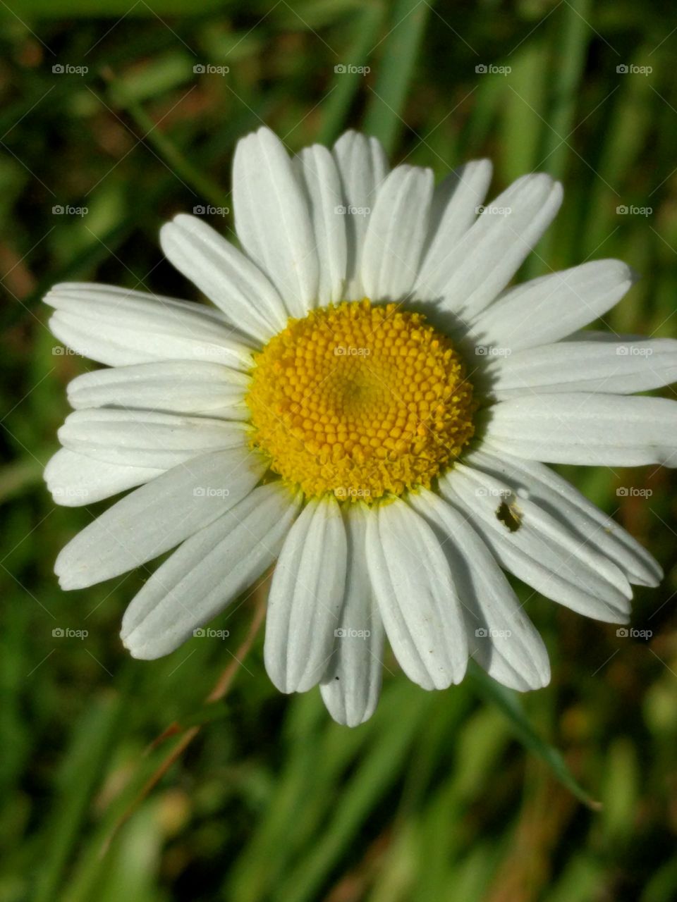 Daisy