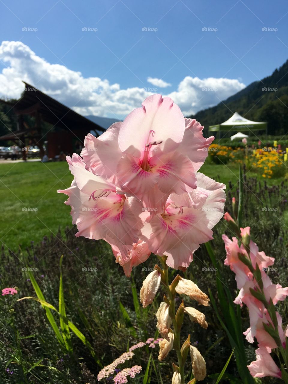 Pink Flowers
