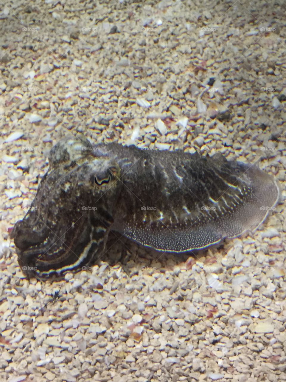 Cute cuttlefish