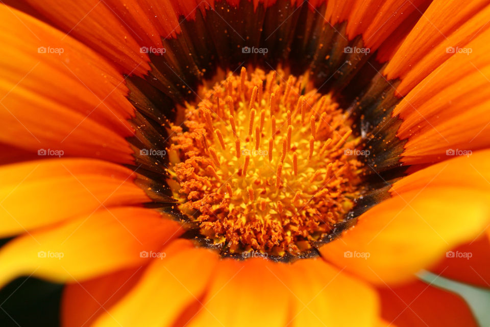 High angle view of sunflower