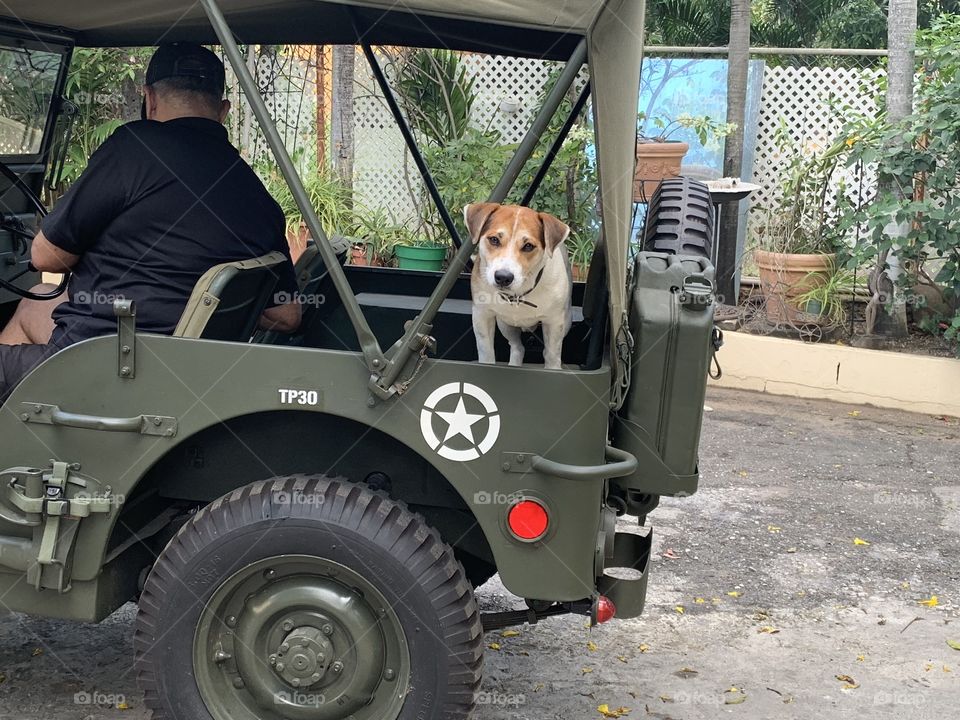A dog that loves his jeep. Never misses a opportunity to sit in the back of this 1944 Willy’s Jeep 