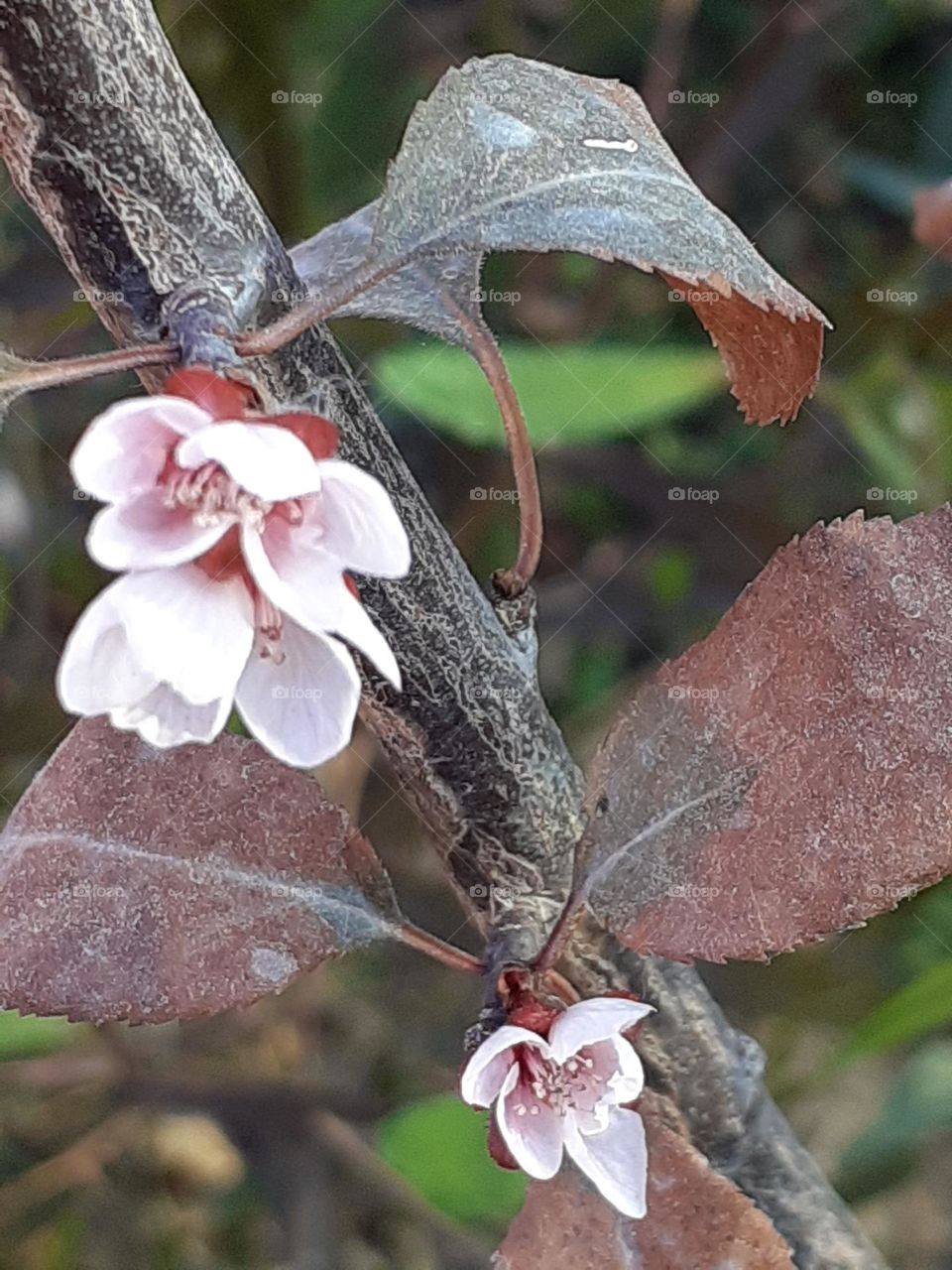 flor rosada naciendo