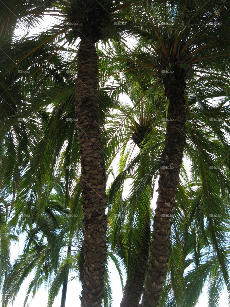 Palm Tree's