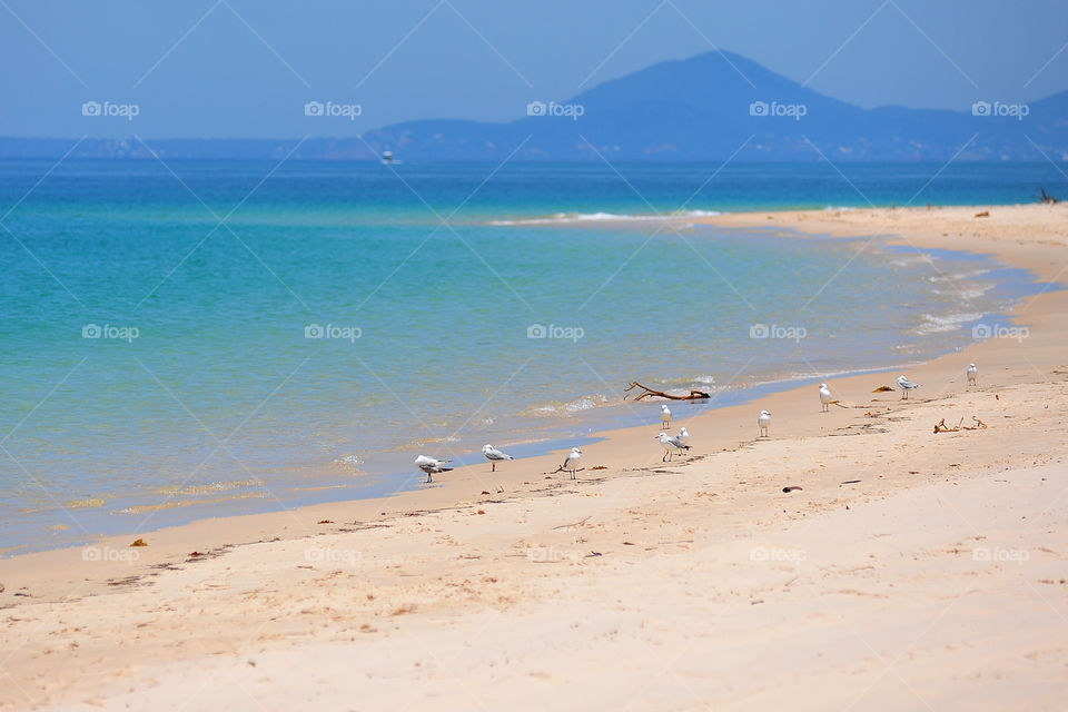 beach and seagulls