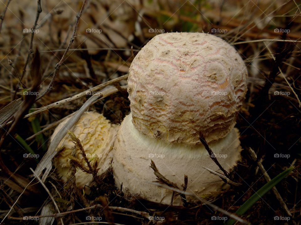 duckling shroom