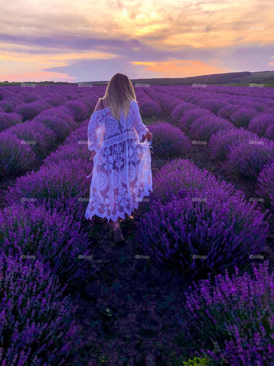 Lavender