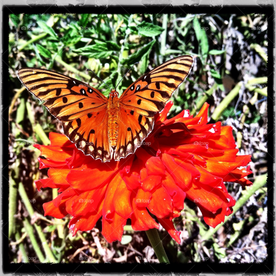 spring red summer butterfly by jasonoleham