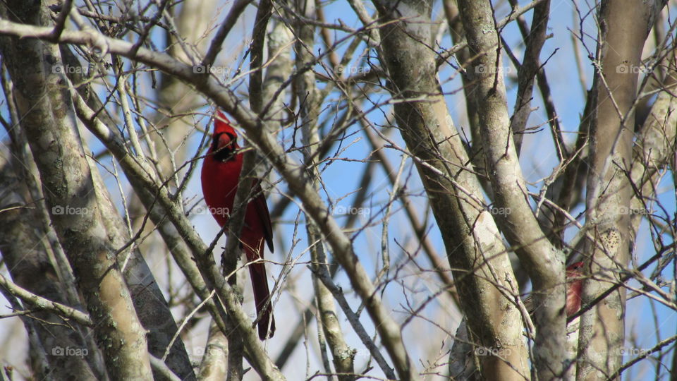 Cardinal in a tree 