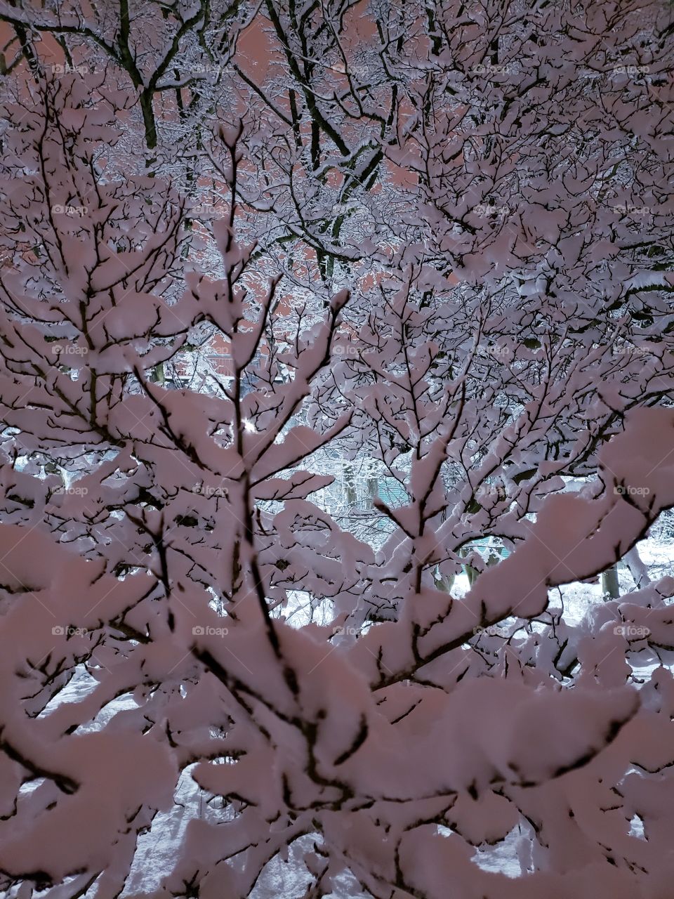 snowfall on tree