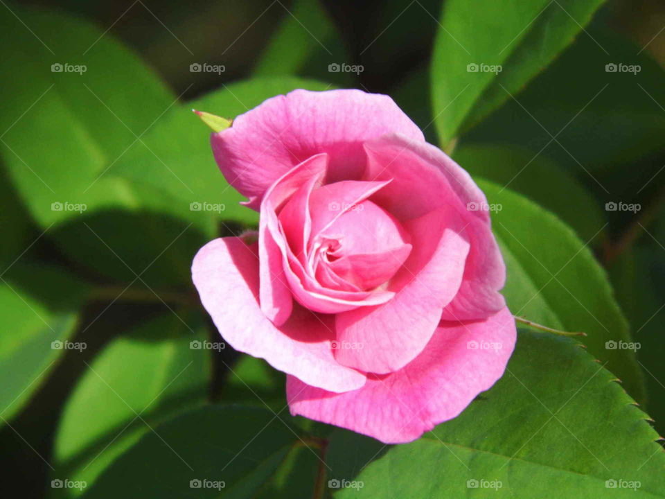 a open pink rose