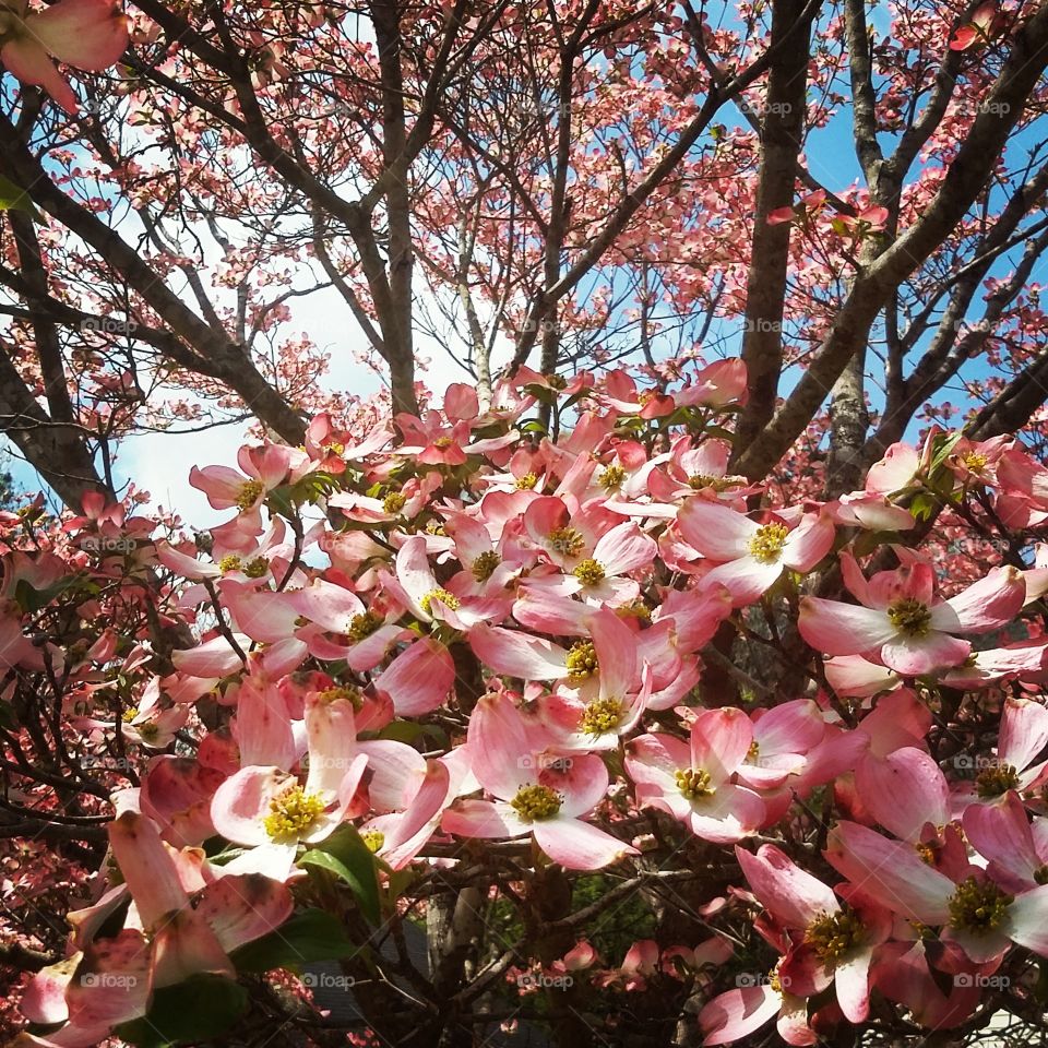 Spring Flowers 