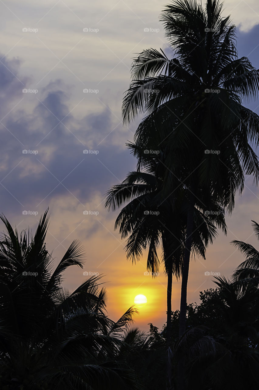 The golden light of the sun and clouds in the sky behind the coconut trees.