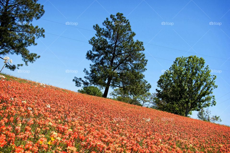 Texas Wildflowers