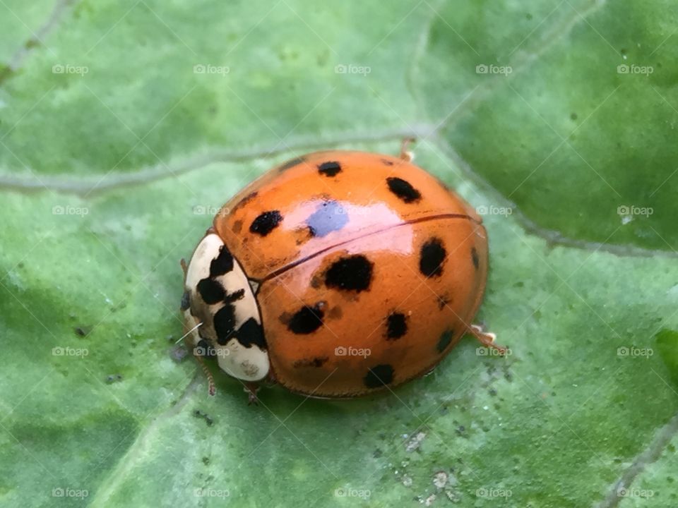 Ladybird 