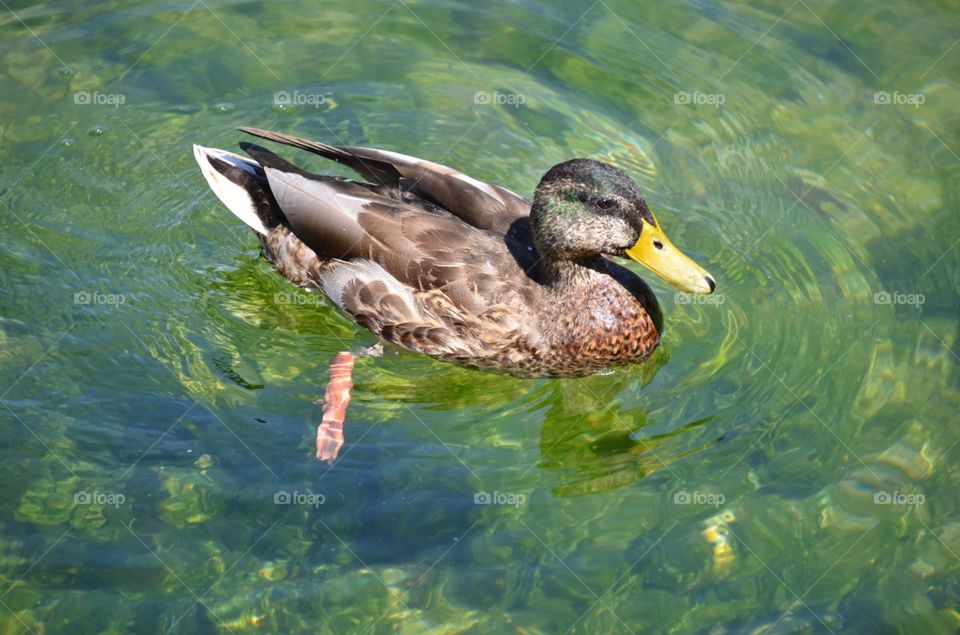 Duck, Water, Swimming, Bird, No Person