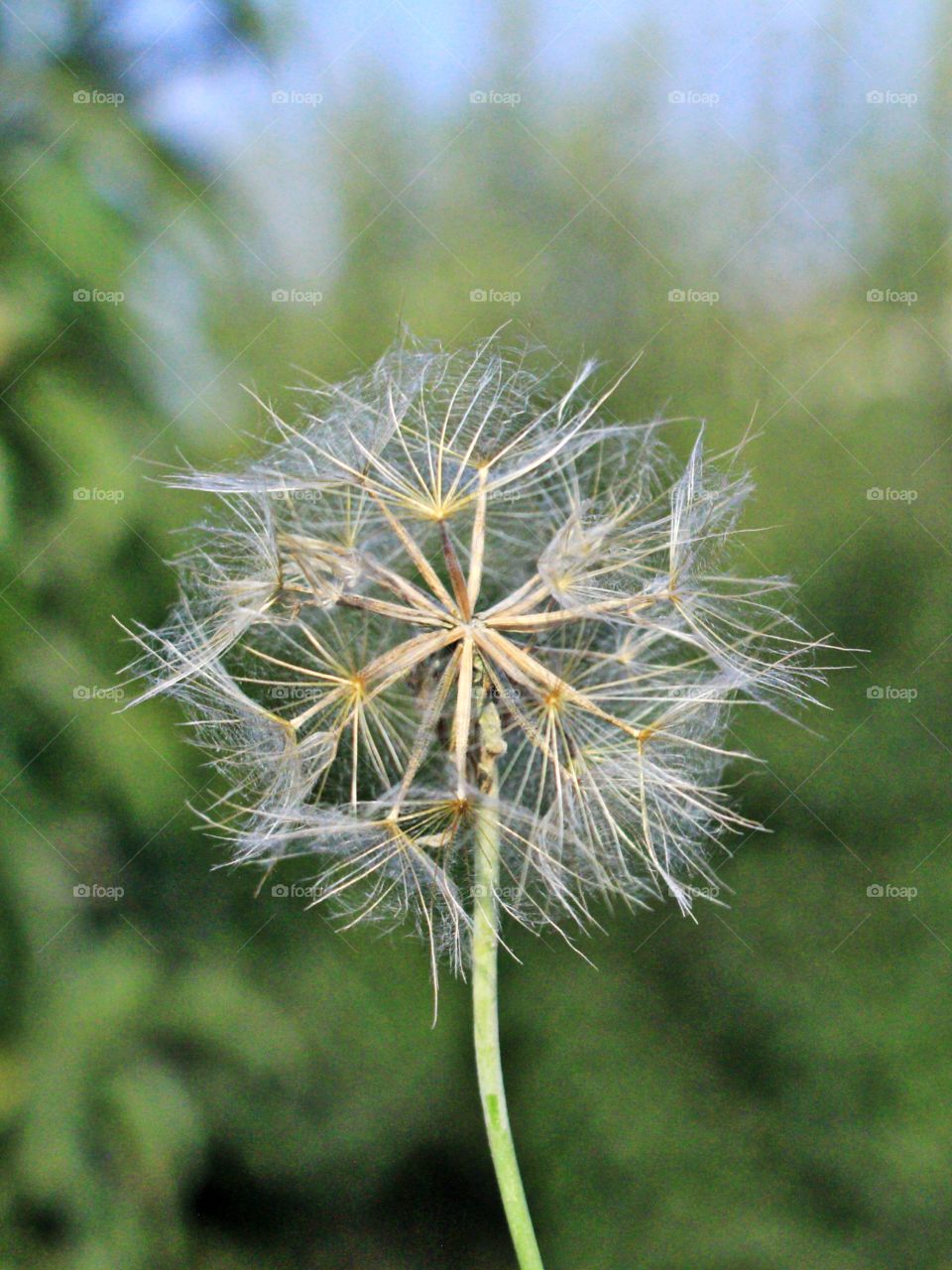 dandelion...