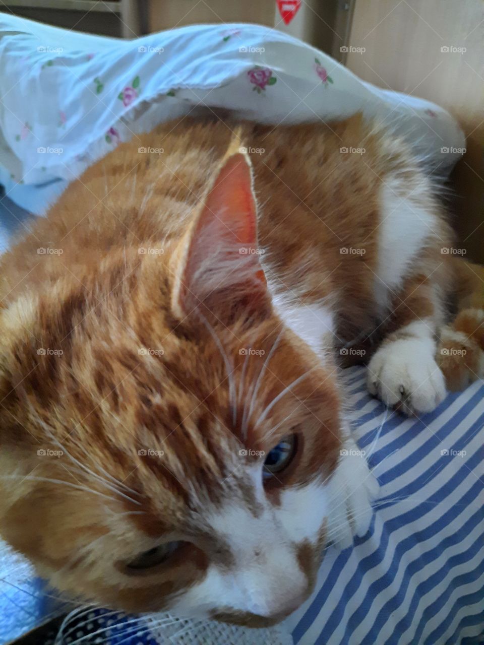 sleepy ginger cat in bed