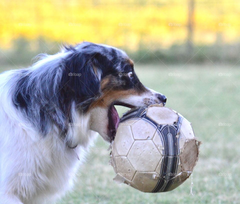 Fetch. Closeup   