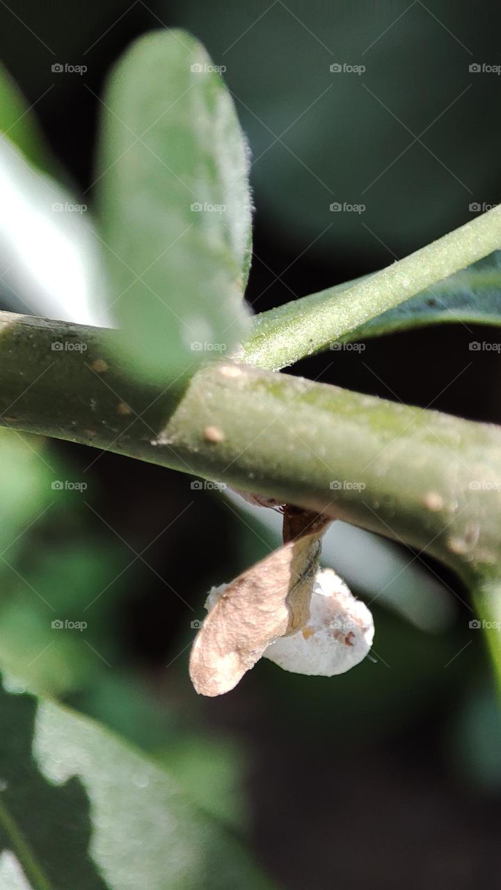 Pupa on tree