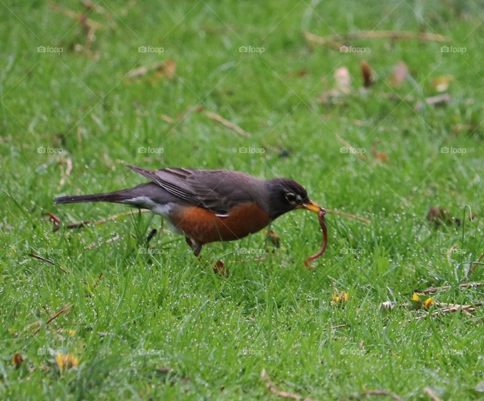 the early bird gets the worm