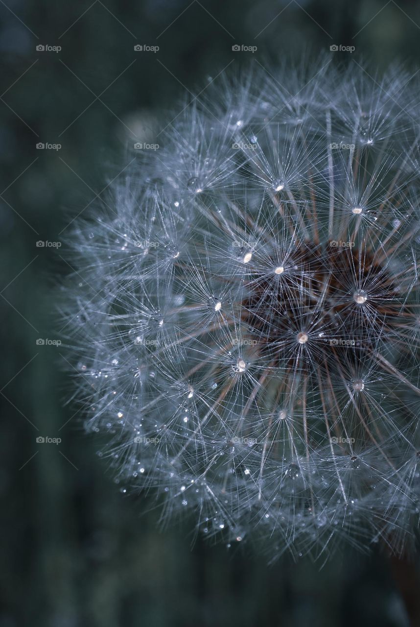 macro dandelion with drops