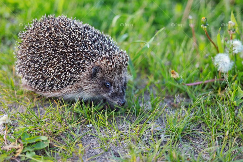Beautiful nature. Nice little hedgehog. 
Unusual shooting angle. Shooting from below. Down up. From the ground up...