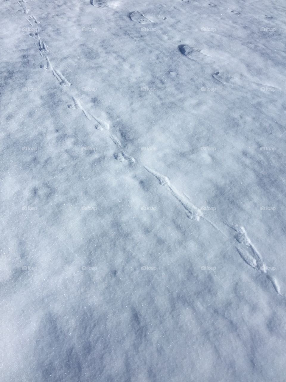 Morning prints in snow 