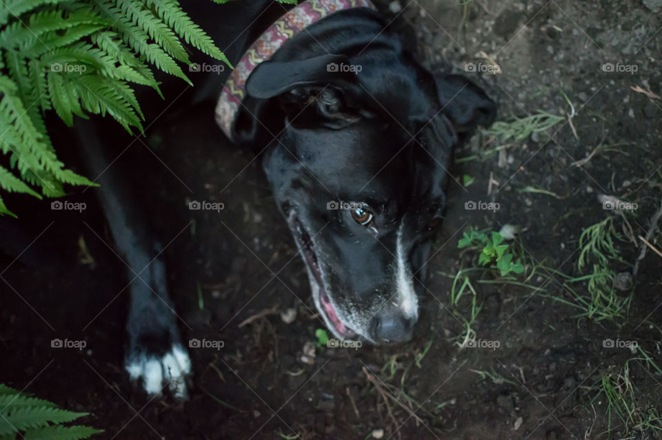 High angle view of happy dog laying down in cool shade and dirt on hot summer day under fern in garden conceptual healthy pets and hot weather pet portrait photography