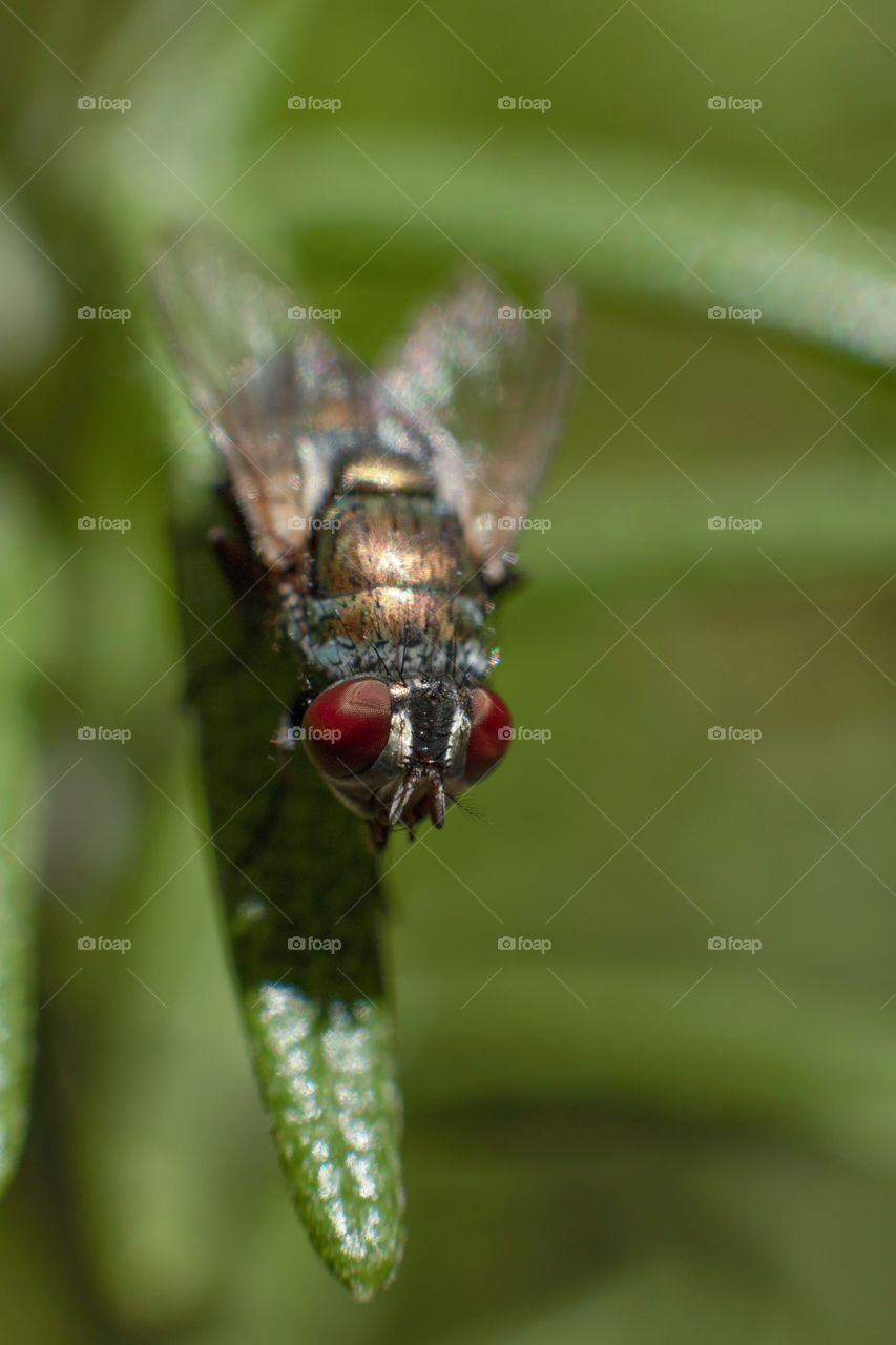 Macro photography of fly, eyes