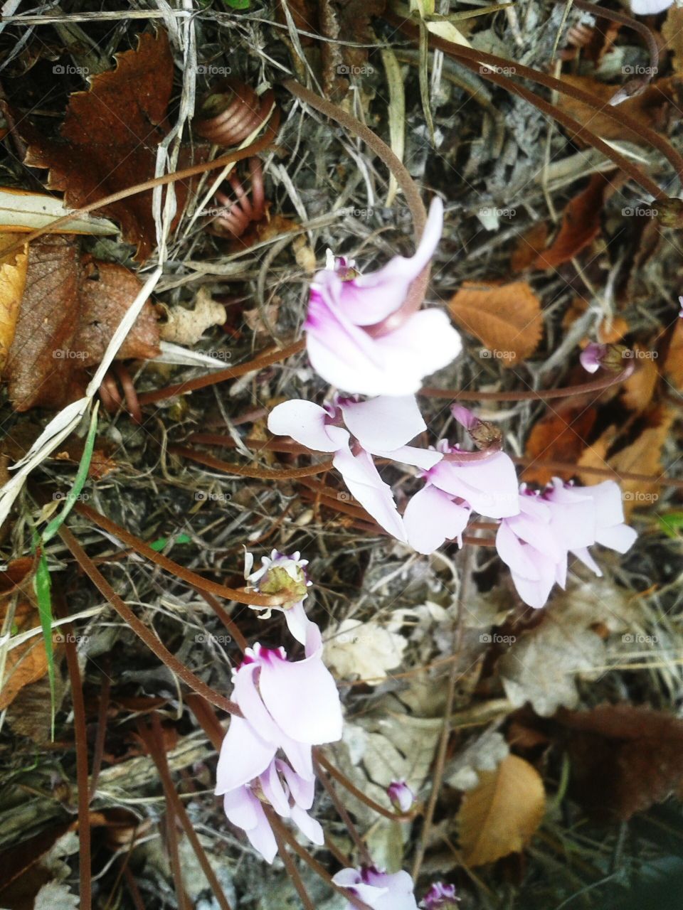 Wood violets
