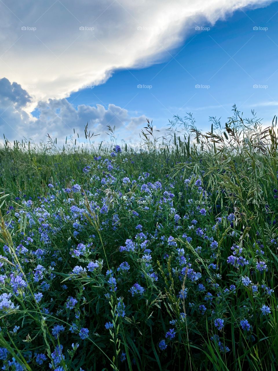 Wildflowers 