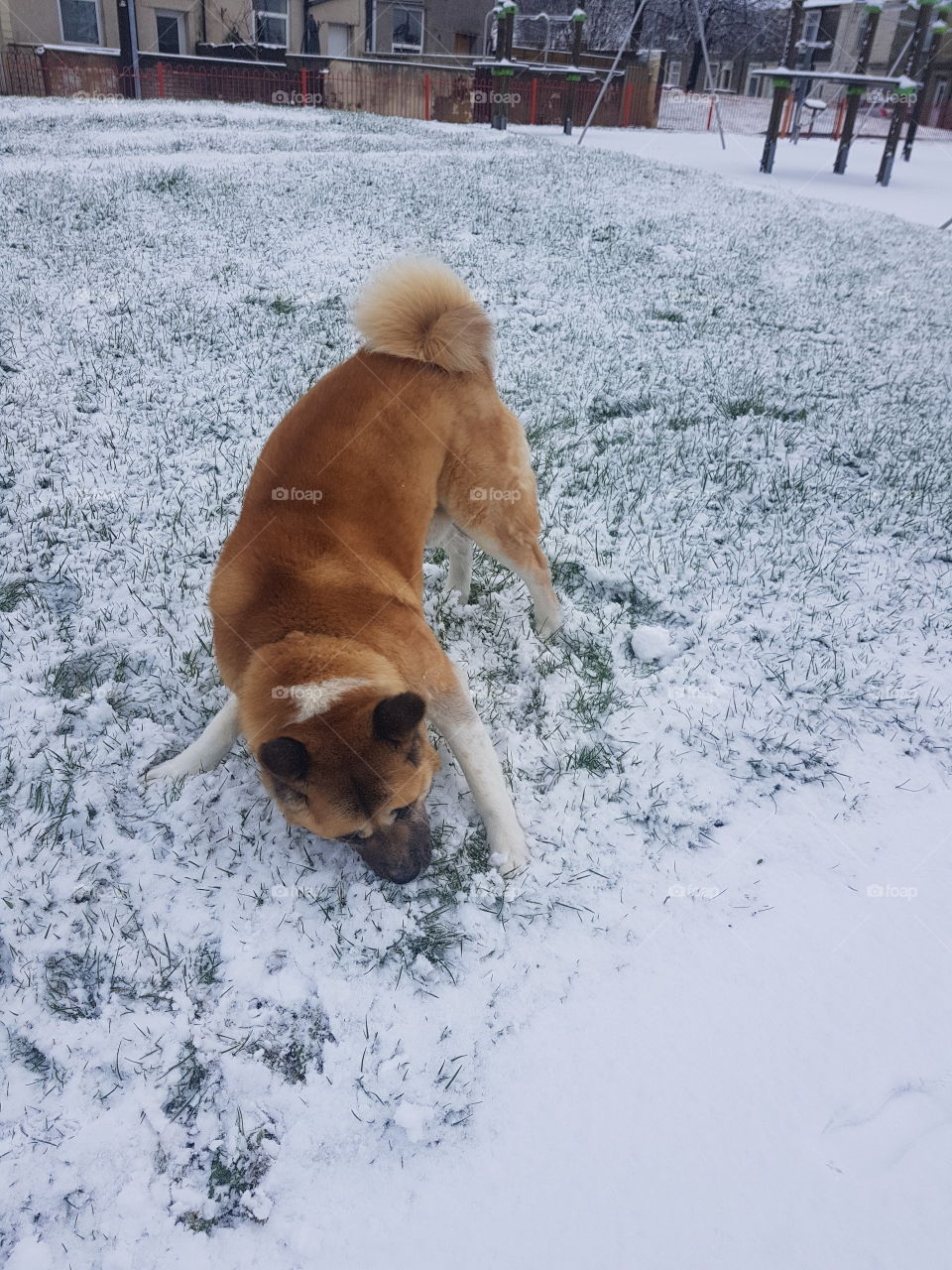 Playing In Snow With Dog