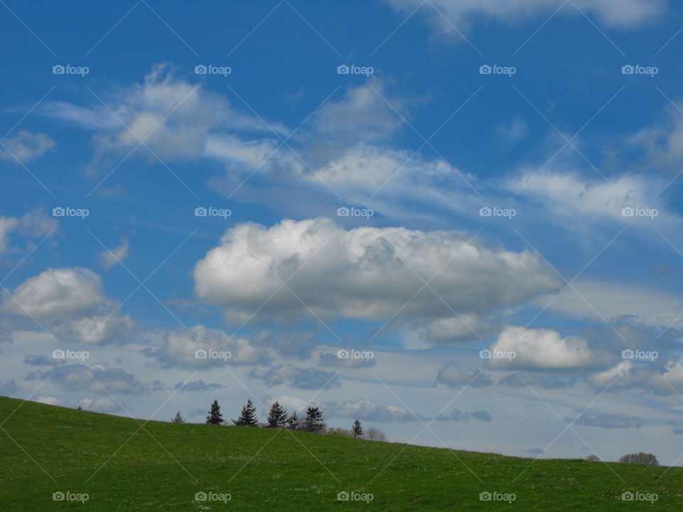 Fluffy clouds over a field and some fir trees