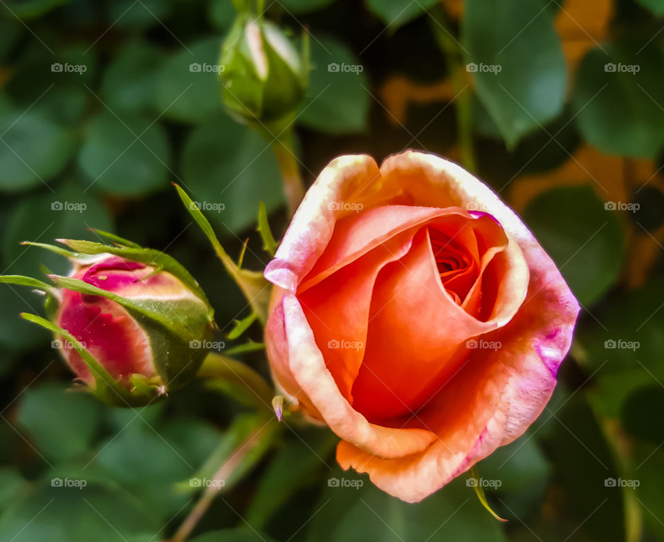 flower rose