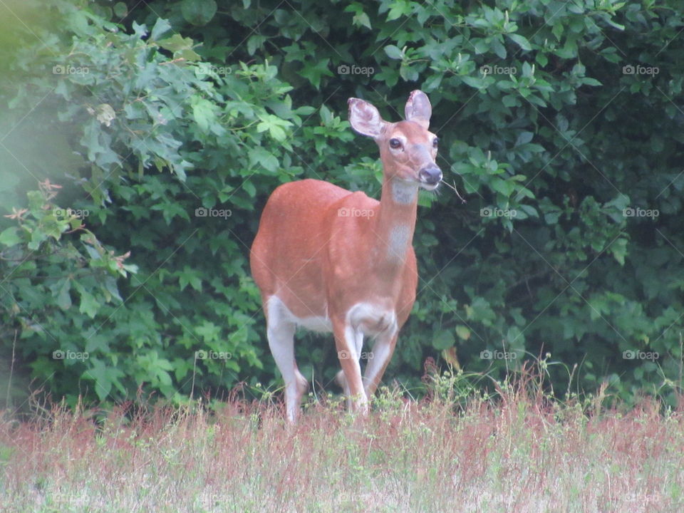 Mammal, Wildlife, Deer, Grass, No Person