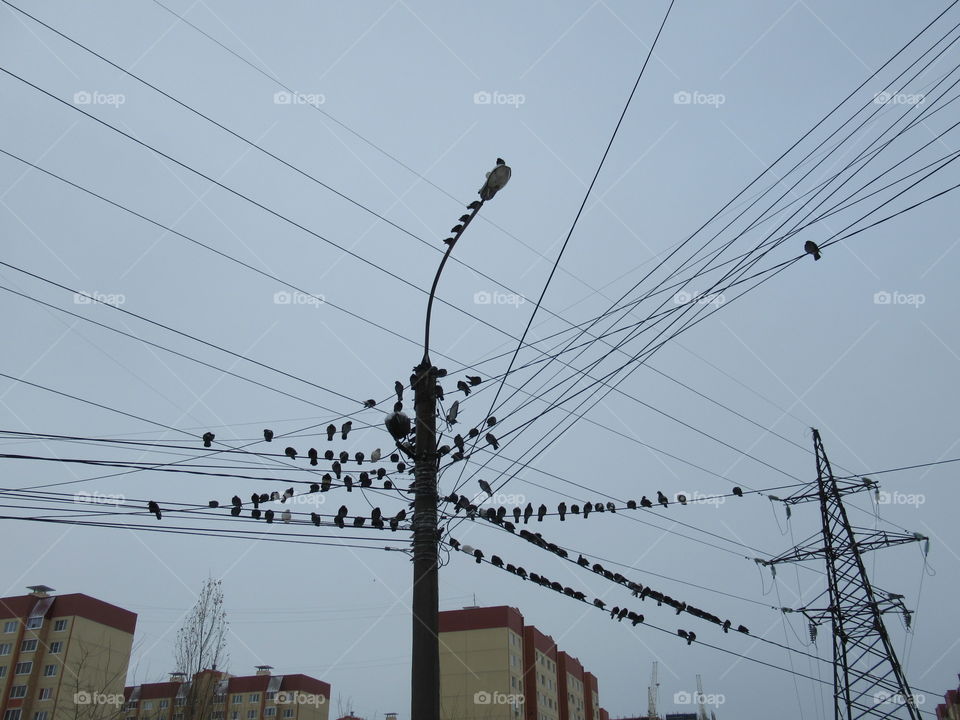 birds on the wires