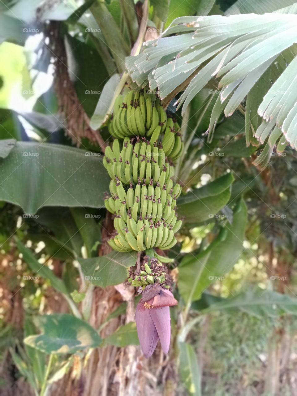 Banana tree plant