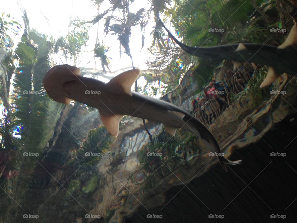 Shark tunnel. View of hammerhead shark in aquarium tunnel