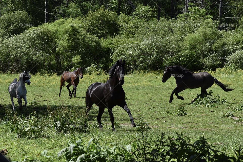 Excited Horses