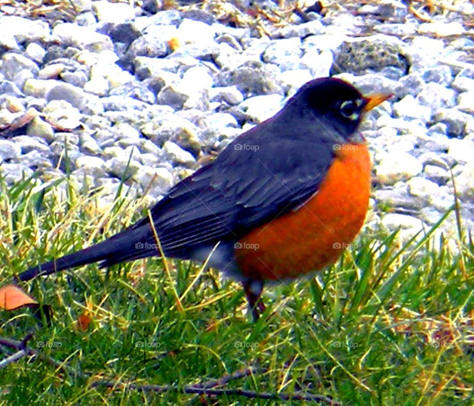 Fat robin